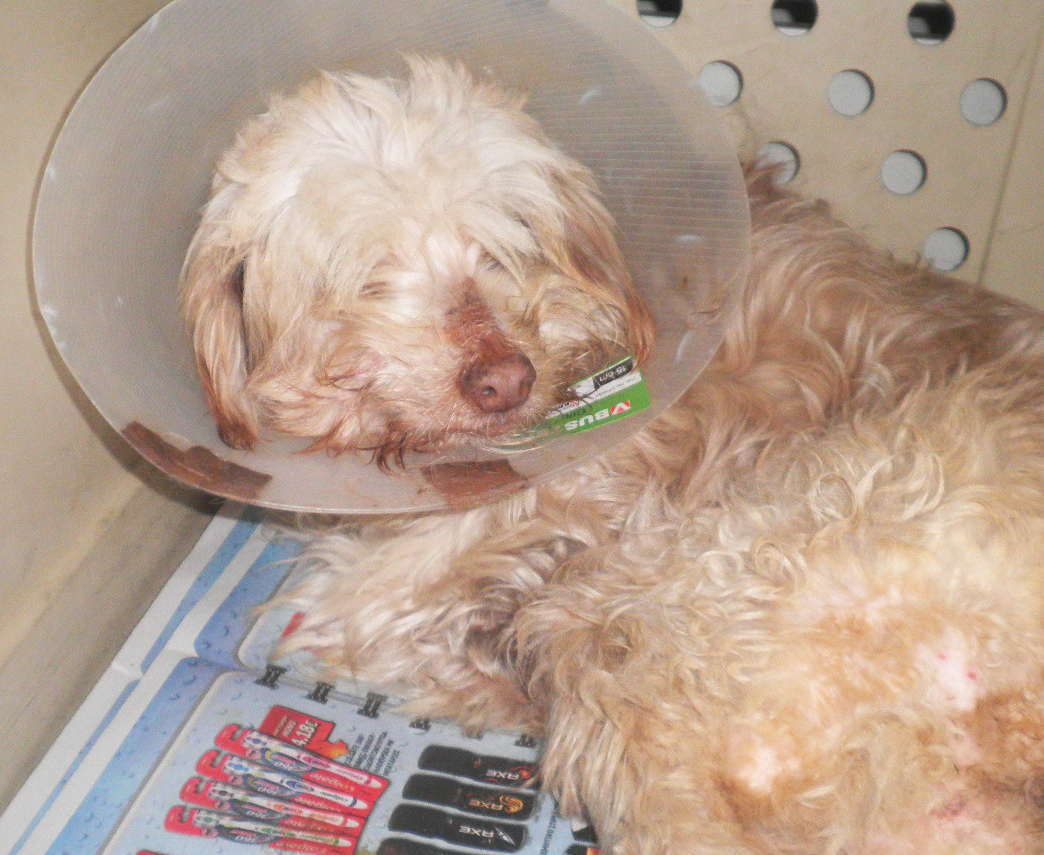 Κατερίνη Πιερίας: Σκύλος που σερνόταν επί βδομάδες, σώθηκε αλλά χρειάζεται προσωρινή φιλοξενία